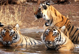 wildlife tour packages in corbett